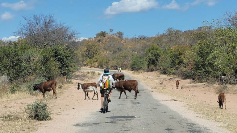 Days 3, 4 and 5 Cattle